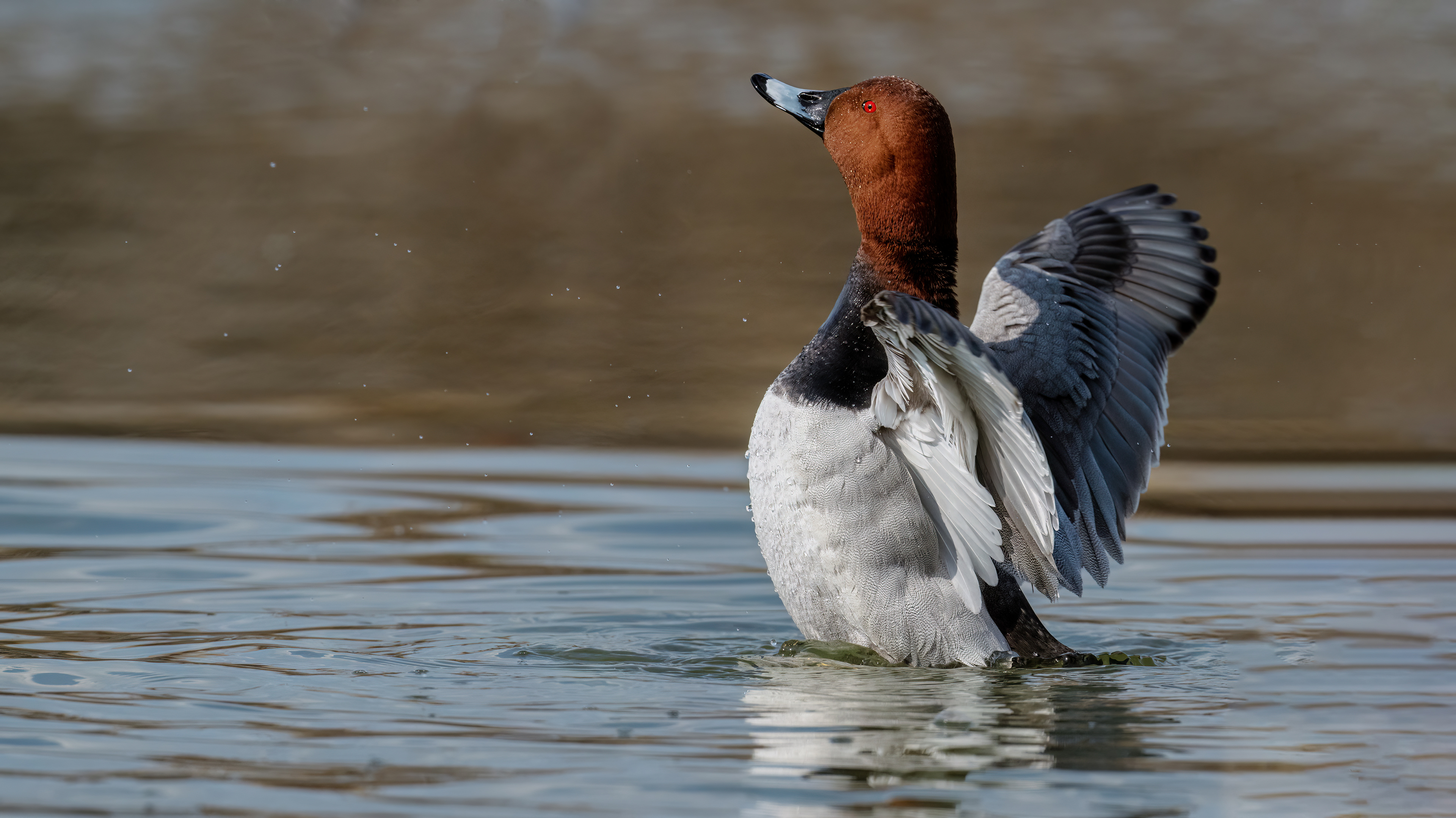 Common Pochard — Ana fotoğraf